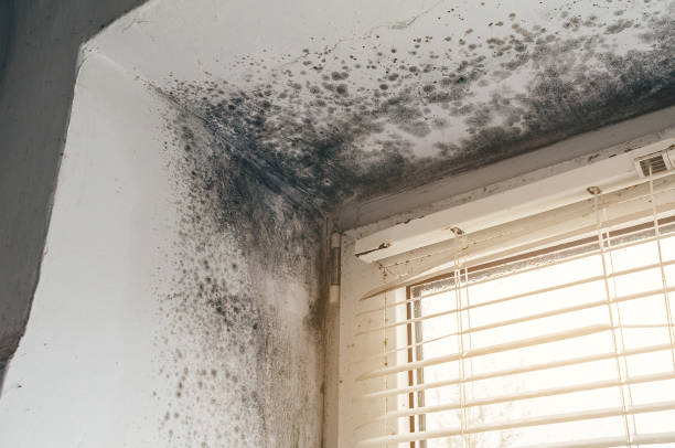 Affordable Mold Cleanup solutions in Lawrence Township, NJ